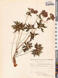 Герань волосистоцветковая DC., Сибирь, Чукотка и Камчатка (S7) (Россия)