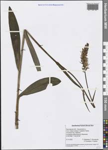 Dactylorhiza maculata subsp. fuchsii (Druce) Hyl., Восточная Европа, Центральный лесной район (E5) (Россия)