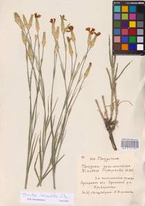 Dianthus monadelphus subsp. pallens (Sm.) Greuter & Burdet, Восточная Европа, Северо-Украинский район (E11) (Украина)