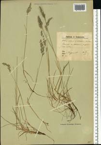 Овсяница красная L., Восточная Европа, Северный район (E1) (Россия)