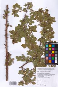 Шиповник щитконосный, Роза щитконосная Borkh., Восточная Европа, Нижневолжский район (E9) (Россия)