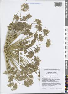Heracleum villosum (Hoffm.) Fisch. ex Spreng., Восточная Европа, Центральный лесостепной район (E6) (Россия)