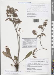 Limonium gmelini (Willd.) Kuntze, Восточная Европа, Восточный район (E10) (Россия)