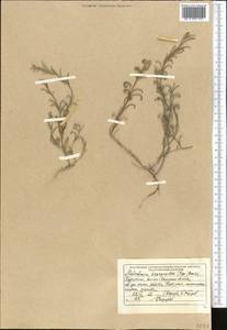 Малькольмия скорпионовидная (Bunge) Boiss., Средняя Азия и Казахстан, Северный и Центральный Тянь-Шань (M4) (Казахстан)