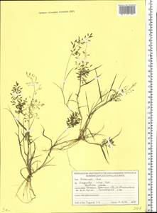Полевичка малая Host, Восточная Европа, Белоруссия (E3a) (Белоруссия)