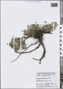 Остролодочник чернеющий (Pall.) Fisch. ex DC., Сибирь, Центральная Сибирь (S3) (Россия)