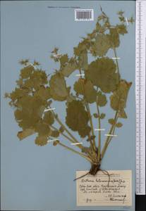 Geum heterocarpum Boiss., Средняя Азия и Казахстан, Джунгарский Алатау и Тарбагатай (M5) (Казахстан)