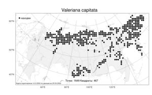 Valeriana capitata, Валериана головчатая Link, Атлас флоры России (FLORUS) (Россия)