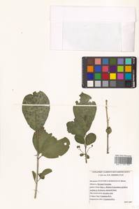 Бересклет Гамильтона Wall., Сибирь, Дальний Восток (S6) (Россия)