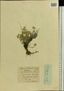 Odontarrhena tortuosa subsp. tortuosa, Восточная Европа, Восточный район (E10) (Россия)