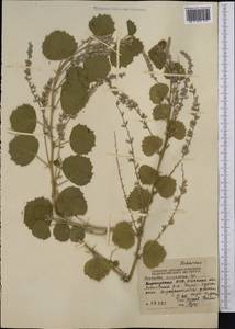 Cullen drupaceum (Bunge)C.H.Stirt., Средняя Азия и Казахстан, Западный Тянь-Шань и Каратау (M3) (Киргизия)
