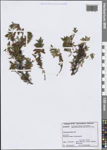 Дриада точечная (Juz.) Hultén, Сибирь, Центральная Сибирь (S3) (Россия)