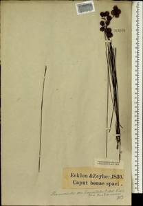 Staberoha cernua (L.f.) T.Durand & Schinz, Африка (AFR) (ЮАР)