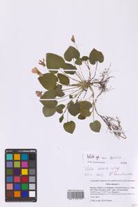 Фиалка, Восточная Европа, Московская область и Москва (E4a) (Россия)