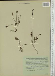 Drosera ×obovata Mert. & W. D. J. Koch, Восточная Европа, Волжско-Камский район (E7) (Россия)