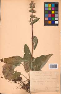 MHA 0 154 216, Зопничек клубненосный (L.) Moench, Восточная Европа, Центральный лесостепной район (E6) (Россия)