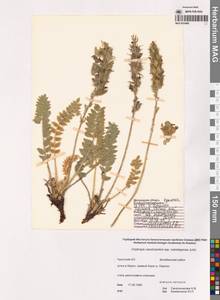 Остролодочник Васильченко лесостепной Jurtzev, Сибирь, Чукотка и Камчатка (S7) (Россия)