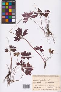 Ветреница лесная L., Восточная Европа, Восточный район (E10) (Россия)