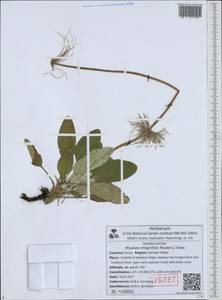 Pulsatilla integrifolia (Miyabe & Tatewaki) Tatewaki& Okwi ex Vorosh., Сибирь, Дальний Восток (S6) (Россия)