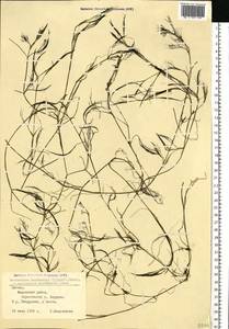 Лютик Кауфмана, Шелковник Кауфмана P.Clerc, Восточная Европа, Латвия (E2b) (Латвия)