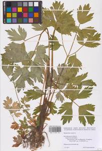 Лютик ползучий L., Восточная Европа, Центральный лесостепной район (E6) (Россия)