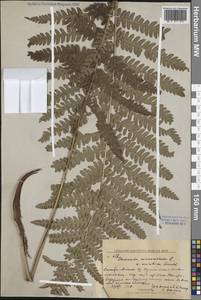 Чистоустовник азиатский (Fernald) Fraser-Jenk., Сибирь, Дальний Восток (S6) (Россия)