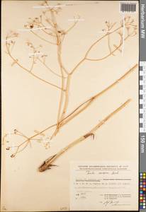 Ферула каспийская M.Bieb., Сибирь, Западный (Казахстанский) Алтай (S2a) (Казахстан)