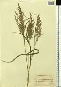 Вейник, Сибирь, Чукотка и Камчатка (S7) (Россия)