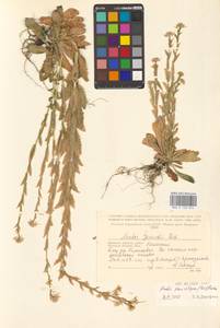 Резуха плоскостручковая (Pers.) Rchb., Восточная Европа, Западный район (E3) (Россия)