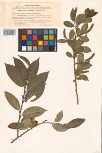 Salix ×meyeriana Rostk. ex Willd., Восточная Европа, Латвия (E2b) (Латвия)