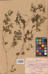 Герань сибирская L., Сибирь, Дальний Восток (S6) (Россия)