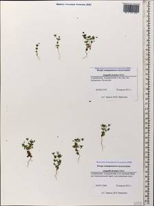 Lysimachia foemina (Mill.) U. Manns & Anderb., Кавказ, Азербайджан (K6) (Азербайджан)