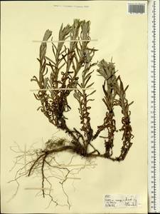 Magnoliopsida, Африка (AFR) (Эфиопия)