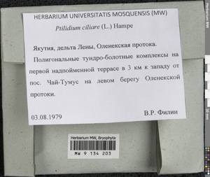 Ptilidium ciliare (L.) Hampe, Гербарий мохообразных, Мхи - Якутия (B19) (Россия)