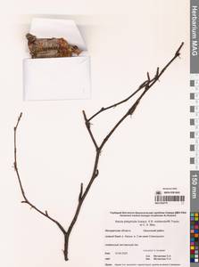 Betula middendorffii × Betula platyphylla, Сибирь, Чукотка и Камчатка (S7) (Россия)