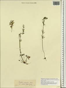 Corydalis curviflora subsp. rosthornii (Fedde) C. Y. Wu, Зарубежная Азия (ASIA) (КНР)