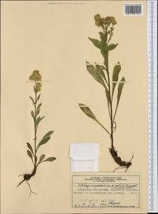 Solidago virgaurea subsp. minuta (L.) Arcang., Западная Европа (EUR) (Норвегия)
