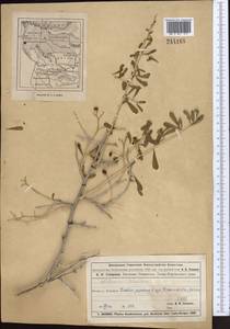 Селитрянка Шобера L., Средняя Азия и Казахстан, Муюнкумы, Прибалхашье и Бетпак-Дала (M9) (Казахстан)