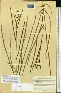 Ежеголовник плавающий L., Восточная Европа, Центральный лесостепной район (E6) (Россия)