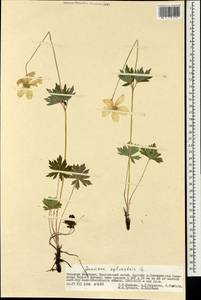 Ветреница лесная L., Монголия (MONG) (Монголия)