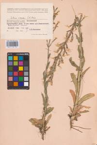 Смолевка клейкая (L.) Pers., Восточная Европа, Нижневолжский район (E9) (Россия)