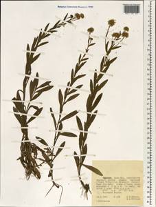 Asteraceae, Африка (AFR) (Эфиопия)