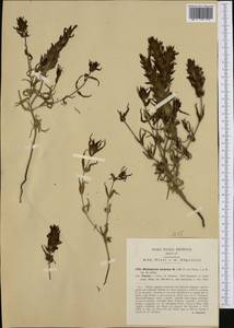 Melampyrum barbatum Waldst. & Kit. ex Willd., Западная Европа (EUR) (Италия)