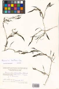 Лютик Кауфмана, Шелковник Кауфмана P. Clerc, Восточная Европа, Московская область и Москва (E4a) (Россия)