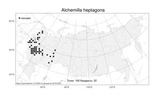 Alchemilla heptagona, Манжетка семиугольная Juz., Атлас флоры России (FLORUS) (Россия)