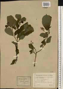 Cornus sanguinea subsp. sanguinea, Восточная Европа, Московская область и Москва (E4a) (Россия)