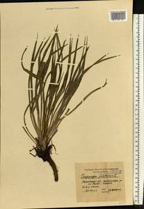 Козлобородник луговой L., Восточная Европа, Московская область и Москва (E4a) (Россия)