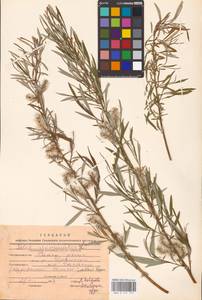 Ива прутовидная, Ива корзиночная L., Средняя Азия и Казахстан, Прикаспийский Устюрт и Северное Приаралье (M8) (Казахстан)