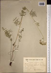 Жабрица скученная (L.) Rchb.fil., Сибирь, Якутия (S5) (Россия)