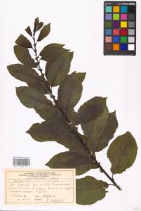 Ива мирзинолистная, Ива чернеющая Salisb., Восточная Европа, Московская область и Москва (E4a) (Россия)